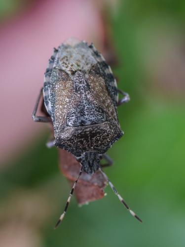 Rhaphigaster nebulosa