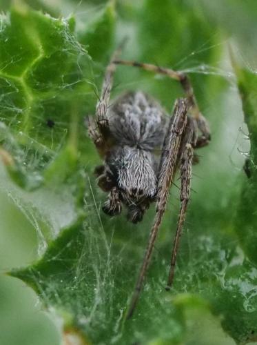 Agalenatea redii