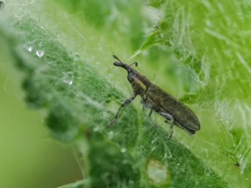 Réf. 357 012 : Lixus filiformis