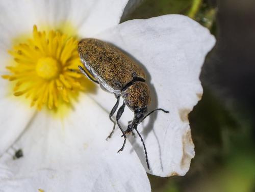 Mycterus curculioides
