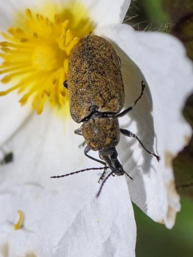 Mycterus curculioides