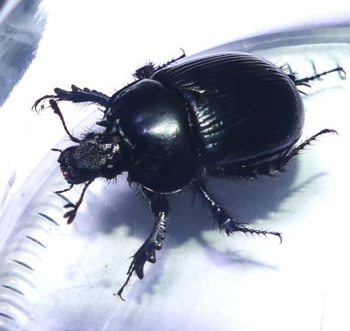Réf. 357 129 : Typhaeus typhoeus