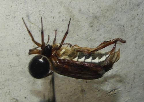 Réf. 357 531 : Steatoda nobilis