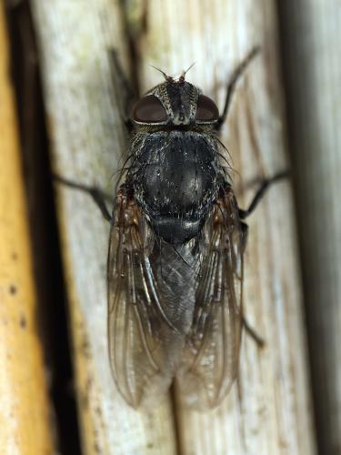 Réf. 357 699 : Pollenia sp.