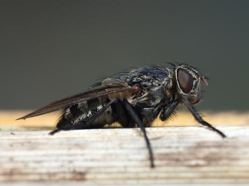 Réf. 357 700 : Pollenia sp.