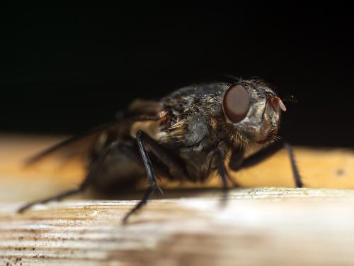 Réf. 357 701 : Pollenia sp.
