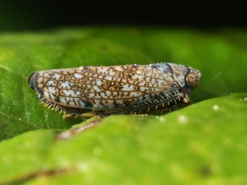Réf. 357 684 : Orientus ishidae