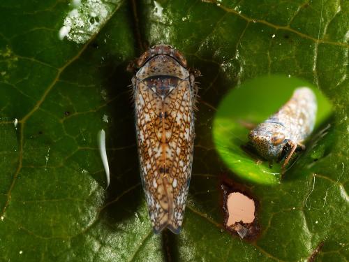 Réf. 357 683 : Orientus ishidae