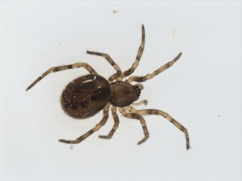 Enoplognatha mandibularis