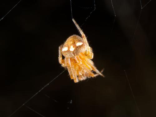 Réf. 357 105 : Araneus triguttatus