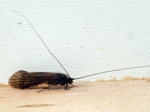 Ceraclea nigronervosa