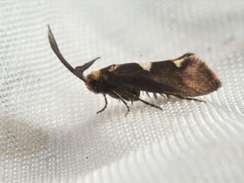Incurvaria masculella