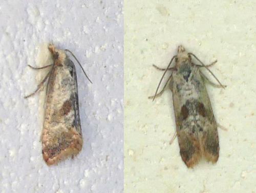 Réf. 357 677 : Falseuncaria sp.