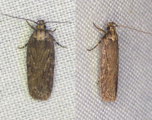 Réf. 357 676 : Depressaria sp.