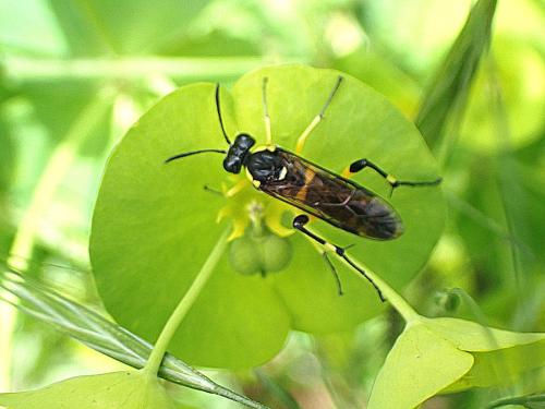 Macrophya montana