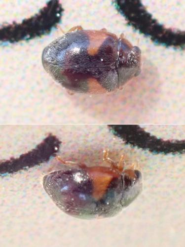 Scymnus interruptus