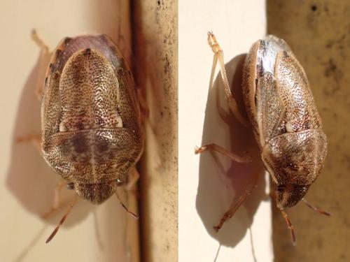 Neottiglossa leporina