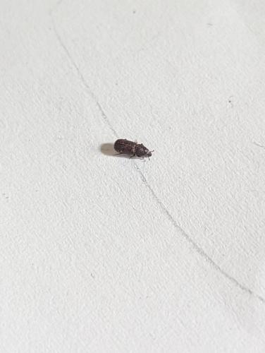 Cossoninae