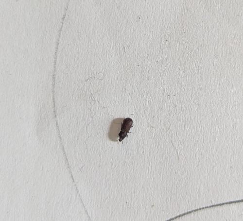 Cossoninae