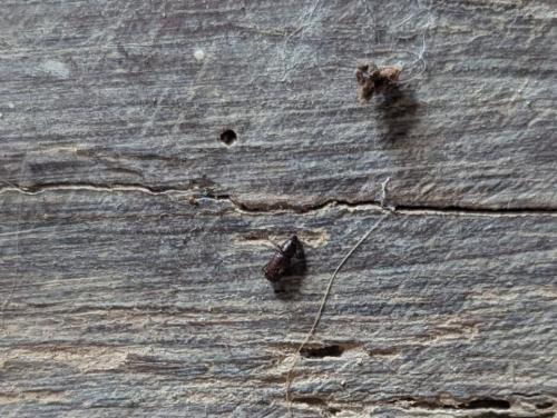 Cossoninae