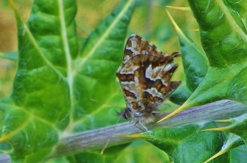 Cacyreus fracta
