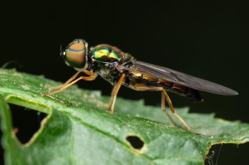 Sargus harderseni