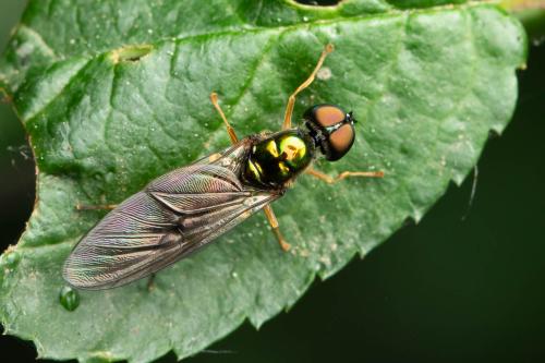 Sargus harderseni