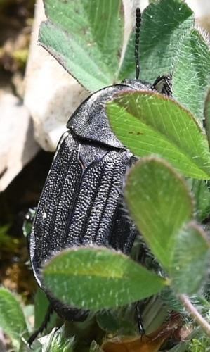 Silpha puncticollis