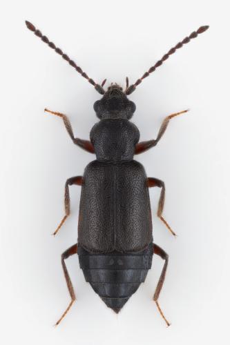 Réf. 357 078 : Lesteva longoelytrata