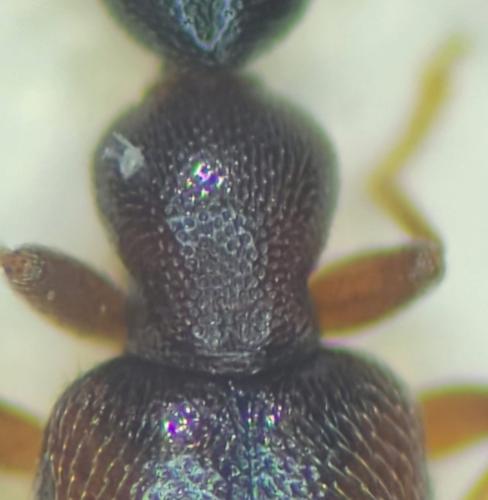 Réf. 357 122 : Cyclodinus sp.