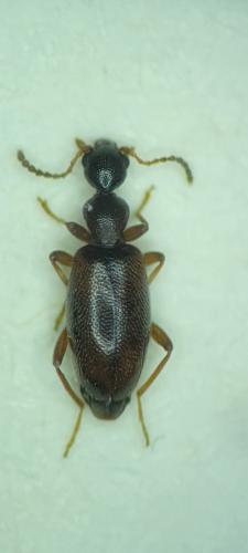 Réf. 357 002 : Cyclodinus sp.