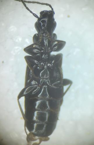 Microlestes minutulus