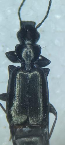 Microlestes minutulus