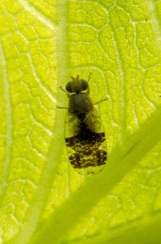 Tephritis formosa