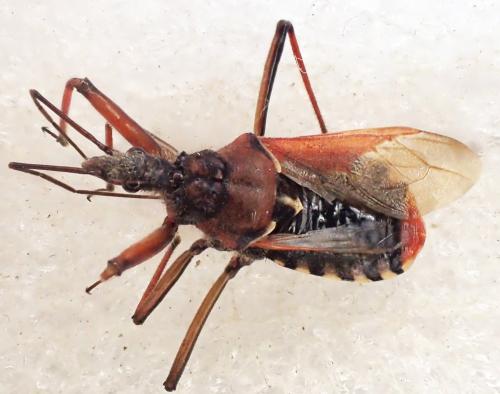 Réf. 357 233 : Rhynocoris erythropus