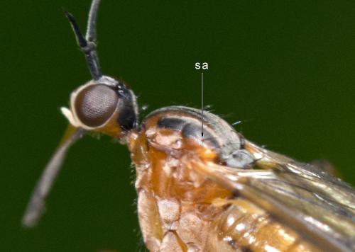 Réf. 357 108 : Empis trigramma