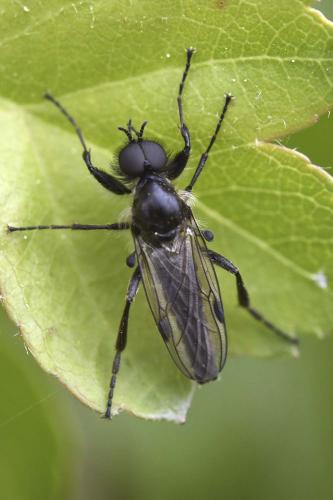 Réf. 357 223 : Bibio reticulatus