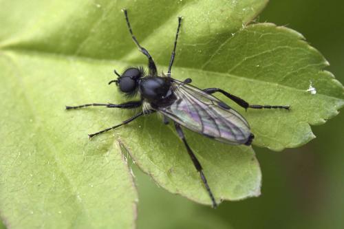 Bibio reticulatus