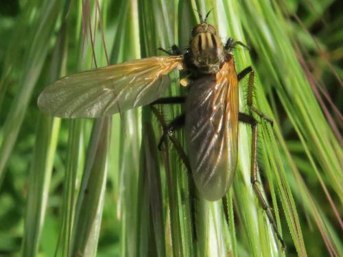 Réf. 357 214 : Empis tessellata