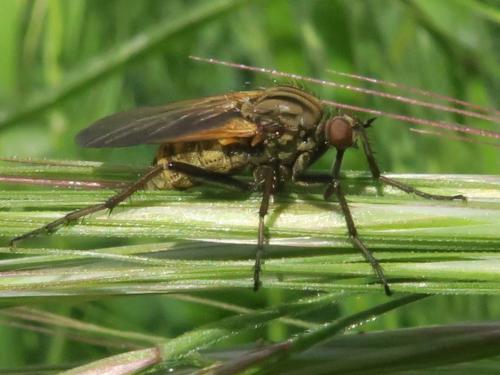Réf. 357 216 : Empis tessellata