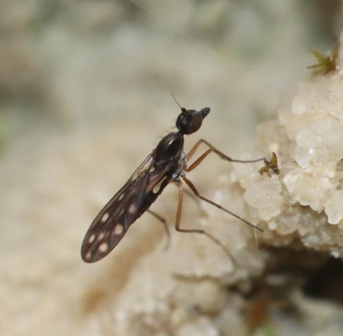 Réf. 357 211 : Dolichocephala ocellata
