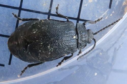 Galeruca tanaceti