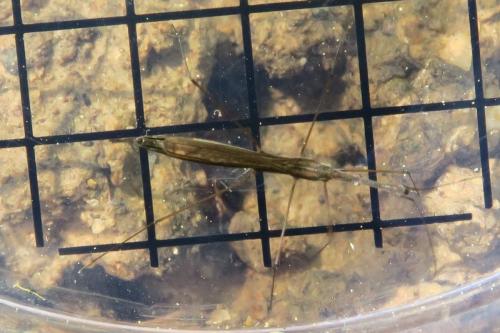 Hydrometra stagnorum
