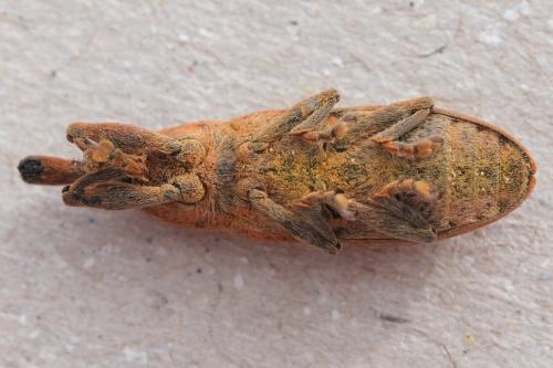 Lixus linearis