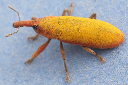Lixus linearis