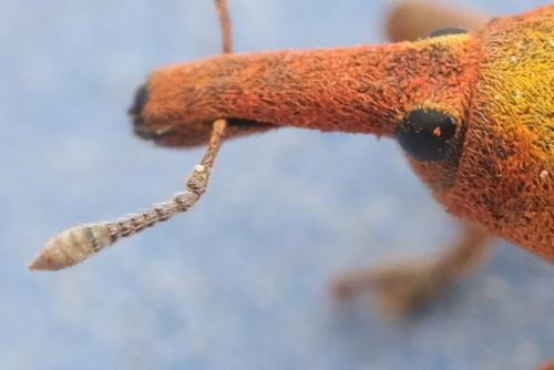 Lixus linearis