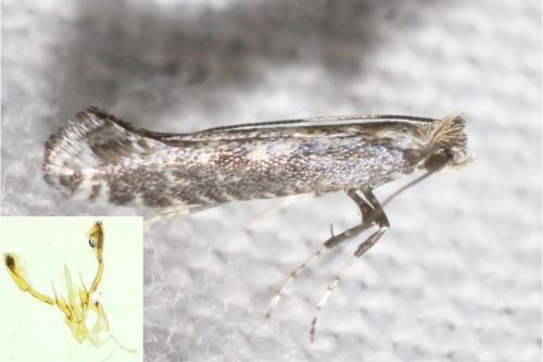 Réf. 357 207 : Parornix finitimella