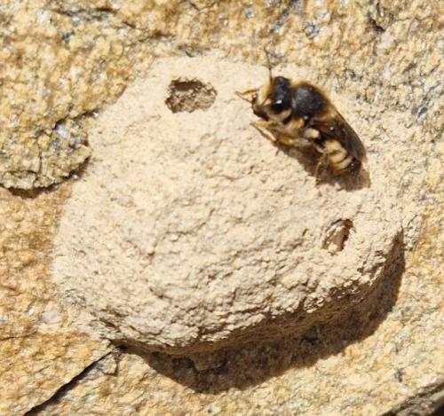 Megachile rufescens