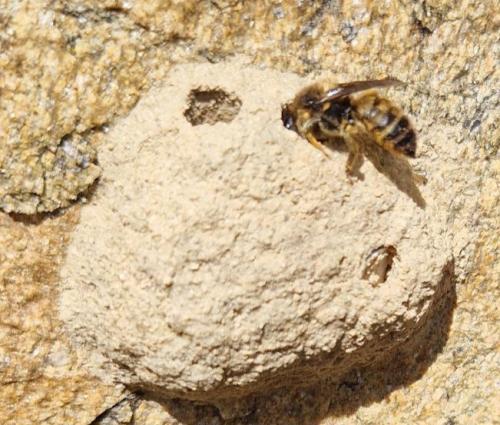 Megachile rufescens