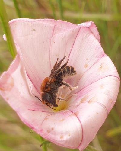 Réf. 357 752 : Hoplitis sp.